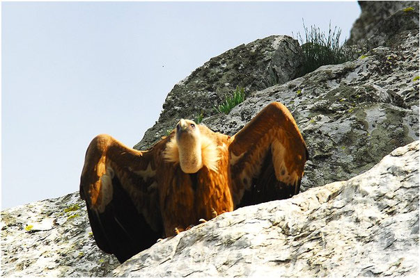 GÄNSEGEIER, GRIFFON VULTURE, GYPS FULVUS