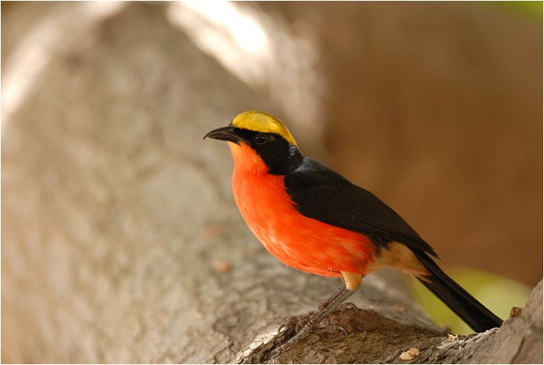 GOLDSCHEITELWÜRGER, YELLOW-CROWNED GONOLEK, LANIARIUS BARBATUS