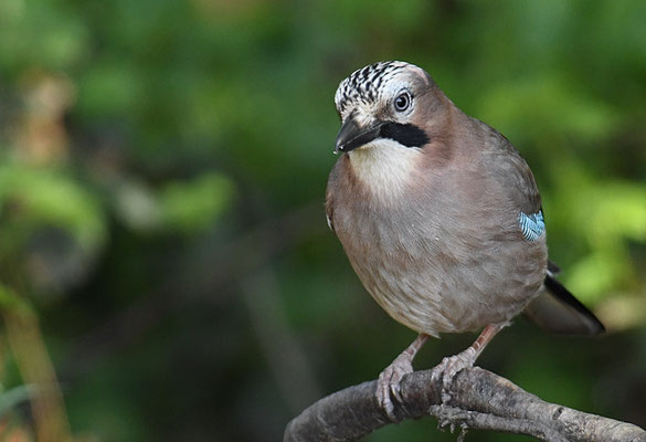 EICHELHÄHER, JAY, GARRULUS GLANDARIUS