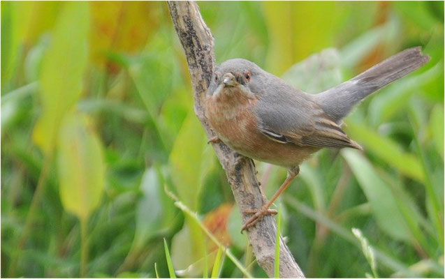WEISSBARTGRASMÜCKE, SUBALPINE WARBLER, SYLVIA CANTILLANS