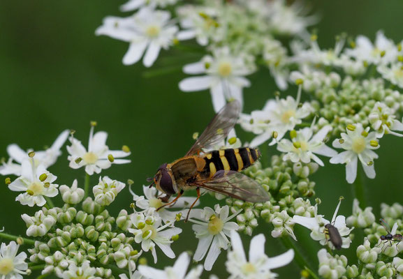 KLEINE SCHWEBFLIEGE, SYRPHUS VITRIPENNIS