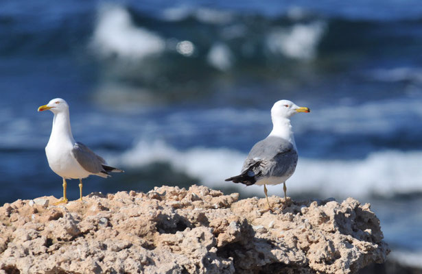 Armeniermöwe, Armenian gull, Larus armenicus