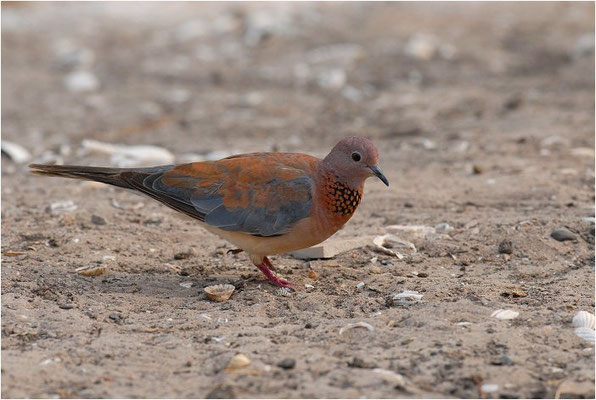 PALMTAUBE, LAUGHING DOVE, STREPTOPELIA SENEGALENSIS