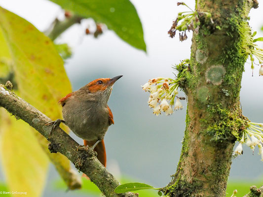 GRAUKEHLSCHLÜPFER, SLATY SPINETAIL - SYNALLAXIS BRACHYURA
