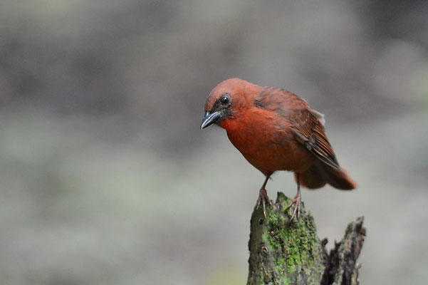 ROTKEHL-AMEISENTANGARE, RED-THROATED ANT-TANAGER, HABIA FUSCICAUDA 