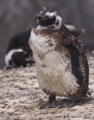 Kappinguin, african penguin, pespheniscus demersus