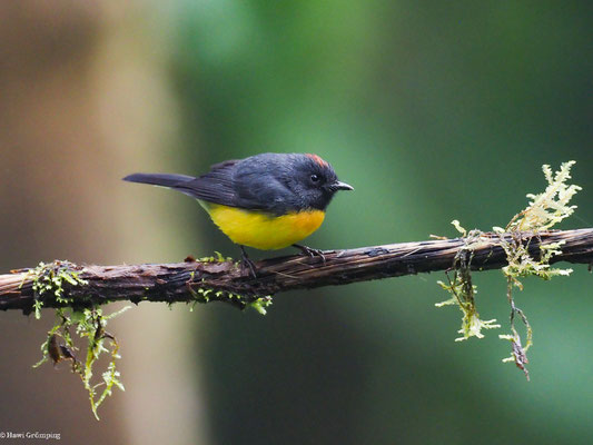 LARVENWALDSÄNGER, SLATE-THROATED WHITESTART - MYIOBORUS MINIATUS