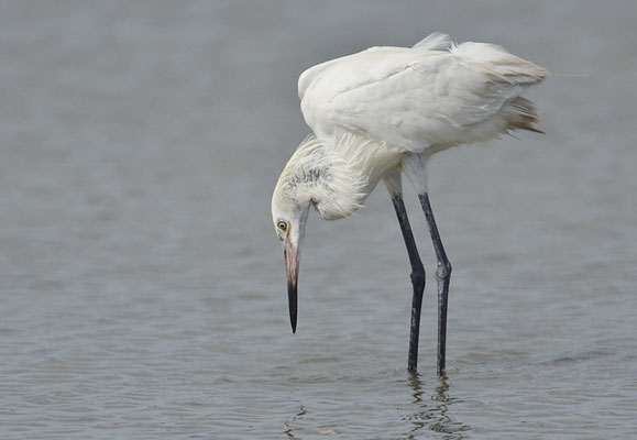 RÖTELREIHER, REDDISH EGRET, EGRETTA RUFESCENS