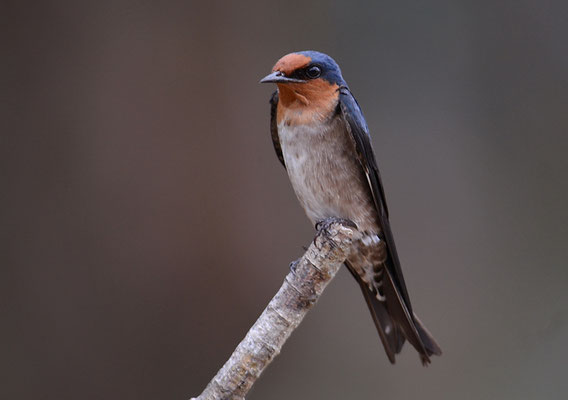SÜDSEESCHWALBE, PACIFIC SWALLOW, HIRUNDO TABITICA