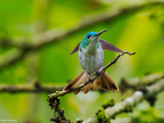 ANDENAMAZILIE, ANDEAN EMERALD - AMAZILIA FRANCIAE