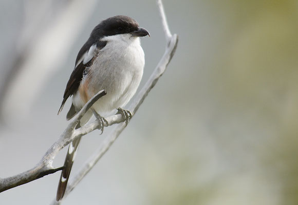 FISKALWÜRGER, COMMON FISCAL, LANIUS COLLARIS
