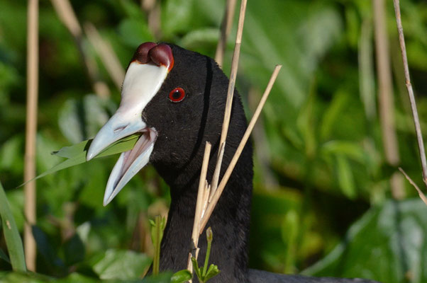 KAMMBLÄSSRALLE, RED-KNOBBED COOT, FULICA CRISTATA