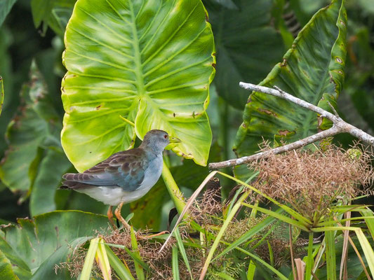 Azursultanshuhn, azure Gallinule - Porphyrio flavirostris