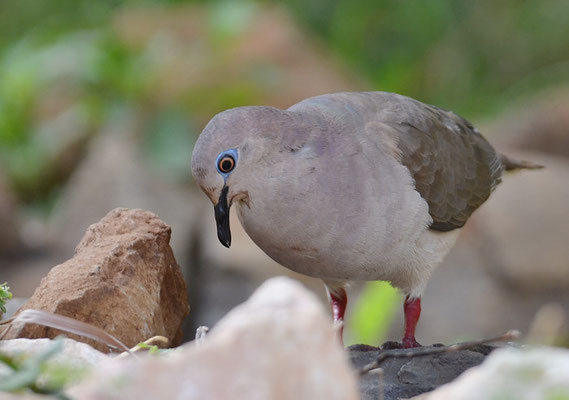 WEISSSTIRNTAUBE, WHITE-TIPPED DOVE, LEPTOTILA VERREAUXI