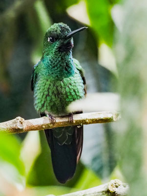 WESTANDEN-SMARAGDKOLIBRI, WESTERN EMERALD - CHLOROSTILBON MELANORHYNCHUS