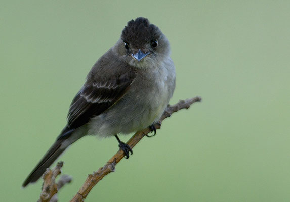 NÖRDLICHE RAUFLÜGELSCHWALBE, NORTHERN ROUGH-WINGED SWALLOW, STELGIDOPTERYX SERRIPENNIS