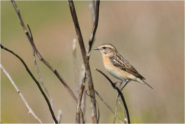 BRAUNKEHLCHEN, WHINCHAT, SAXICOLA RUBETRA