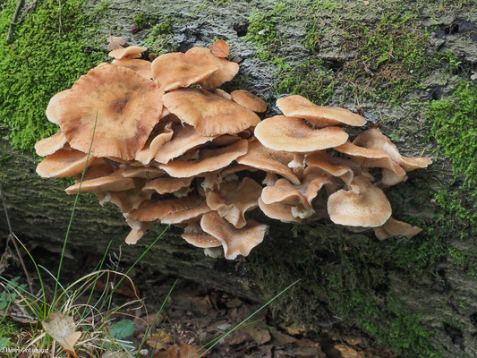 Dunkler Hallimasch - Armillaria ostoyae