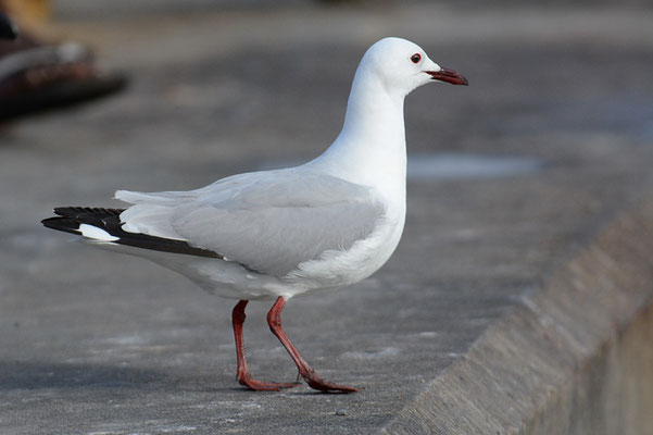 HARTLAUBMÖWE, HARTLAUB´S GULL, CHROICOCEPHALUS HARTLAUBII