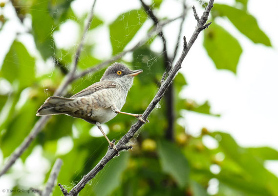 SPERBERGRASMÜCKE, BARRED WARBLER, SYLVIA NISORIA