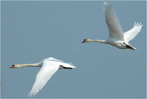HÖCKERSCHWAN, MUTE SWAN, CYGNUS OLOR