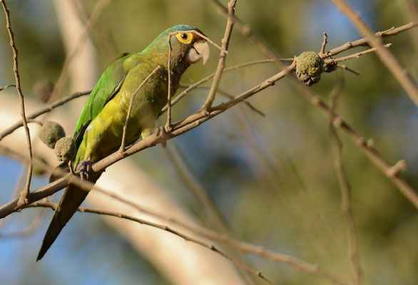 ELFENBEINSITTICH, ORANGE-FRONTED PARAKEET, ARATINGA CANICULARIS