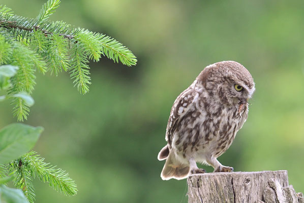 STEINKAUZ, LITTLE OWL , ATHENE NOCTUA