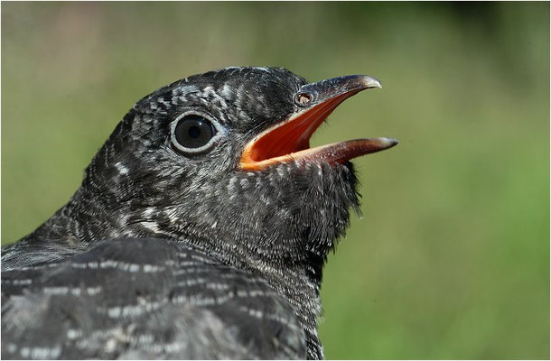 KUCKUCK, COCKOO, CUCULUS CANORUS