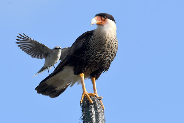 KARIBIKKARAKARA, CRESTED CARACARA, CARACARA CHERIWAY