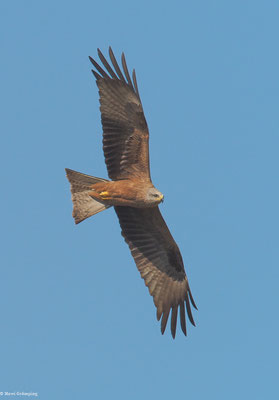 SCHWARZMILAN, BLACK KITE, MILVUS MIGRANS