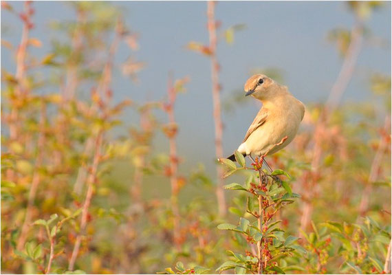 ISABELLSTEINSCHMÄTZER, ISABELLINE WHEATEAR, OENANTHE ISABELLINA