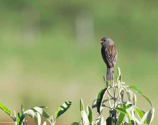 SCHLANKSCHNABELSAMENFRESSER, PARAMO SEEDEATER - CATAMENIA HOMOCHROA