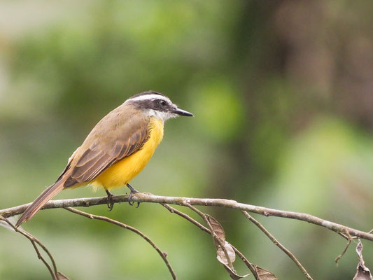 Liktormaskentyrann, Lesser Kiskadee - Pitangus lictor