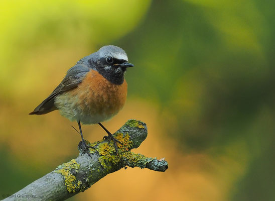 GARTENROTSCHWANZ, COMMON REDSTART, PHOENICURUS PHOENICURUS