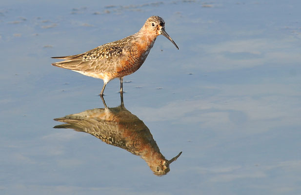 SICHELSTRANDLÄUFER, CURLEW SANDPIPER, CALIDRIS FERRUGINEA