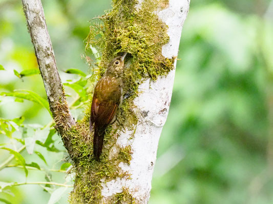 Sternflecken-Baumsteiger, Spotted Woodcreeper - Xiphorhynchus erythropygius