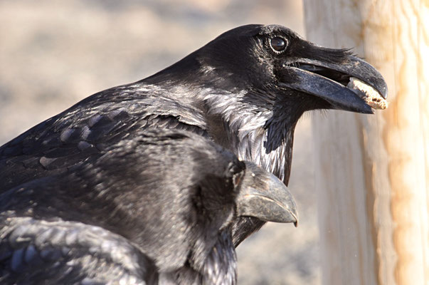 KOLKRABE, RAVEN, CORVUS CORAX
