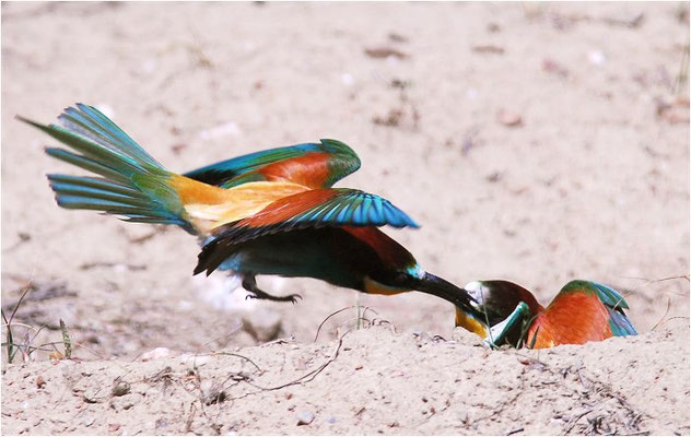 BIENENFRESSER, EUROPEAN BEE-EATER, MEROPS APIASTER