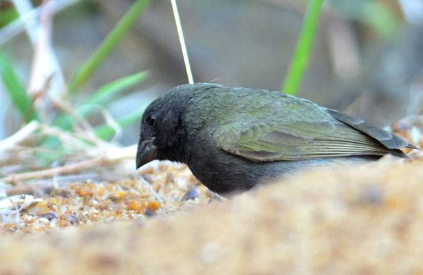 SCHWARZGESICHTCHEN, BLACK-FACED GRASSQUIT, TIARIS BICOLOR
