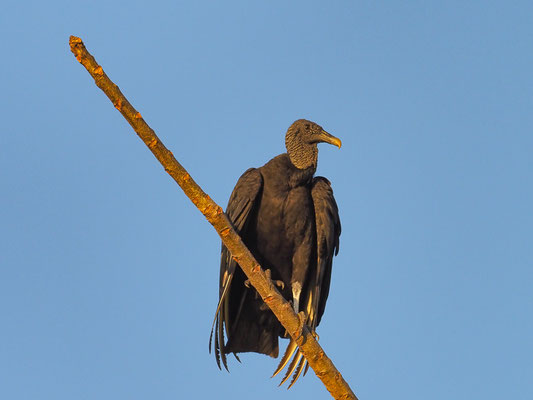 RABENGEIER, BLACK VULTURE, CORAGYPS ATRATUS