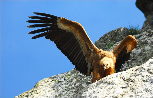 GÄNSEGEIER, GRIFFON VULTURE, GYPS FULVUS