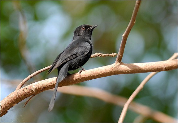 DRONGOSCHNÄPPER, NORTHERN BLACK FLYCATCHER, MELAENORNIS EDOLIOIDES