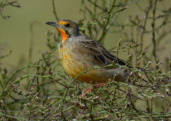 KAPPIEPER (GROSSSPORNPIEPER), CAPE LONGCLAW, MACRONYX CAPENSIS