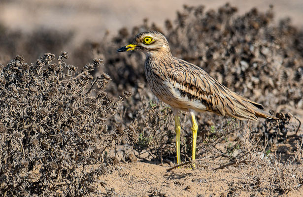 TRIEL, THICKKNEE, BURHINUS OEDICNEMUS