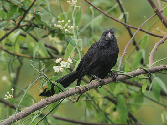 RIEFENSCHNABELANI, GROOVE-BILLED ANI, CROTOPHAGA SULCIROSTRIS