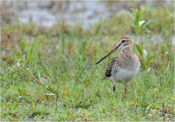 BEKASSINE, COMMON SNIPE, GALLINAGO GALLINAGO