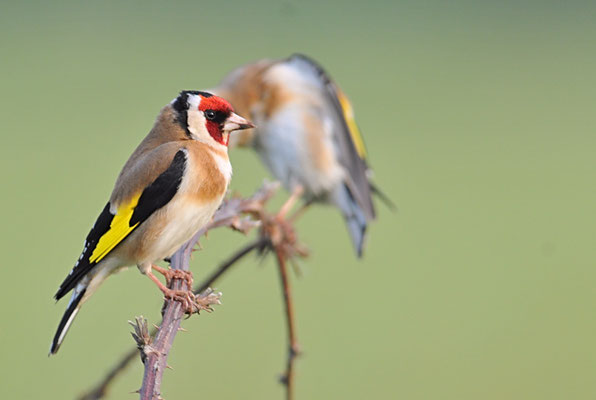 STIEGLITZ, GOLDFINCH, CARDUELIS CARDUELIS
