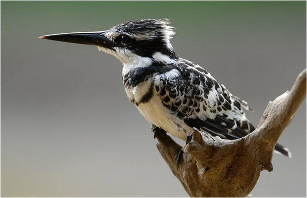 GRAUFISCHER, PIED KINGFISHER, CERYLE RUDIS