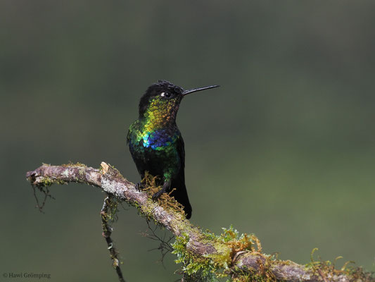 FEUERKEHLKOLIBRI, FIERY-THROATED HUMMINGBIRD, PANTERPE INSIGNIS