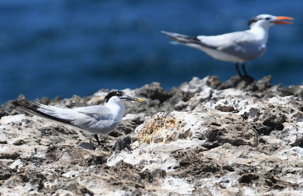 CABOTSSEESCHWALBE, CABOT´S TERN, THALSSEUS ACUFLAVIDUS